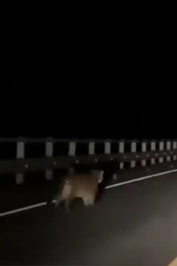 El pequeño felino explorando el camino a metros del vehículo