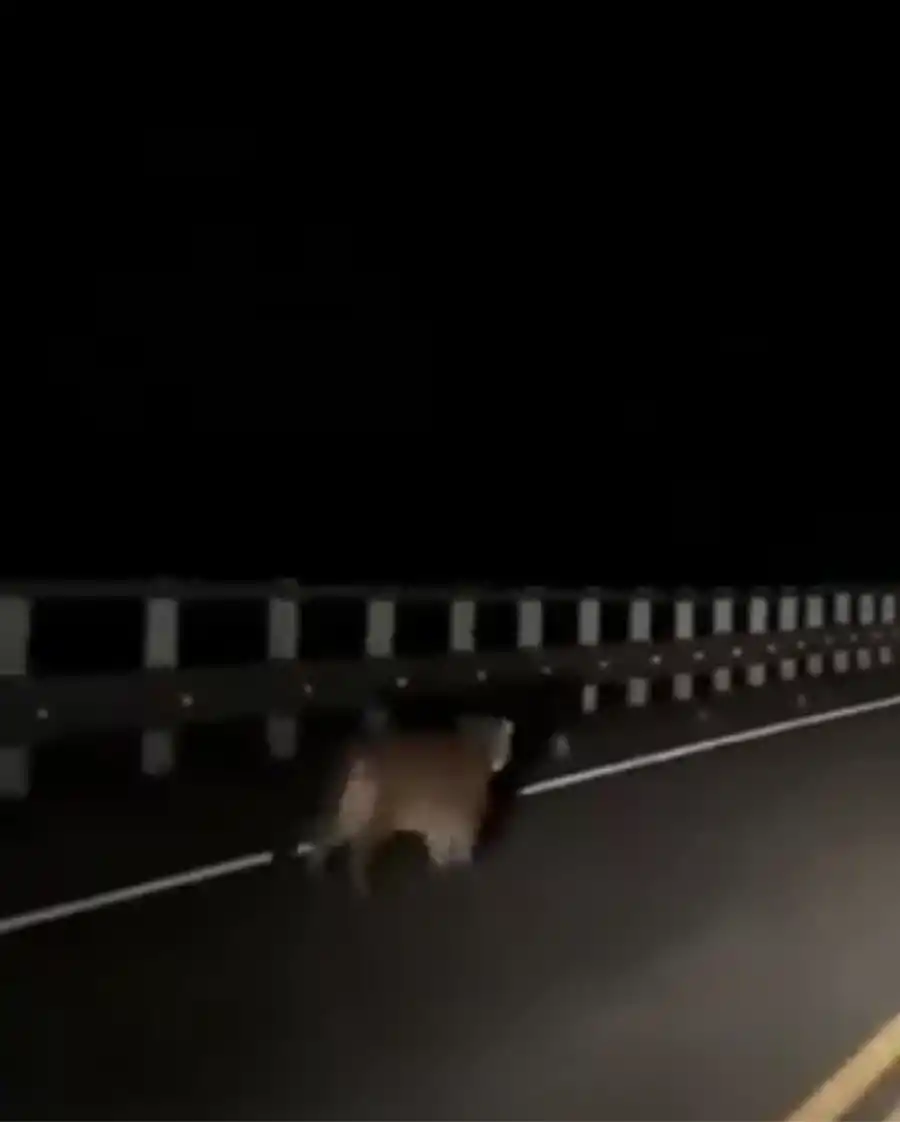 El pequeño felino explorando el camino a metros del vehículo