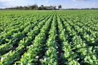 La sequía recorta la estimación de la cosecha de soja y maíz