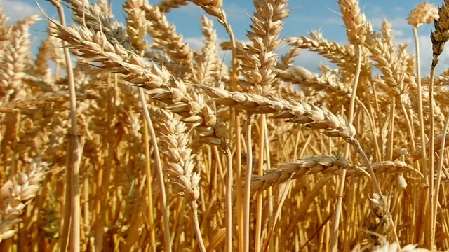CASO. CRA recordó la experiencia del trigo cuando quitaron las retenciones.  