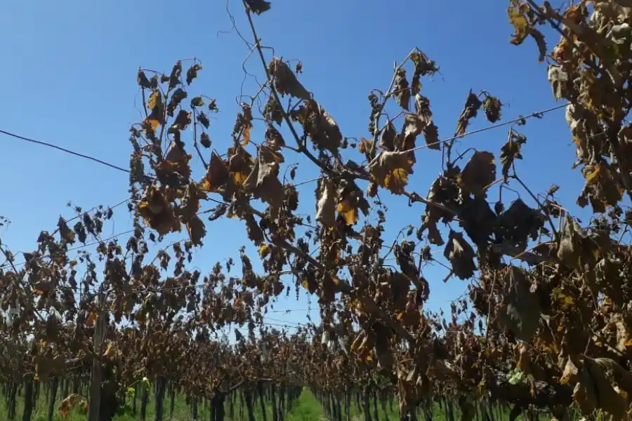 A causa de la sequía, el Gobierno anunció medidas excepcionales para el campo