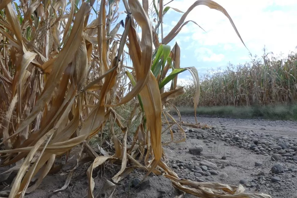 CAÑAVERALES. El informe prezafra indicará el grado de daño causado por la sequía. 
