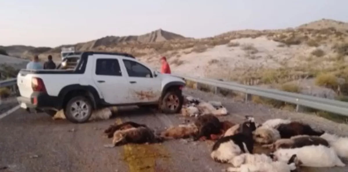 Neuquén: un automovilista atropelló y mató a más de 40 chivos