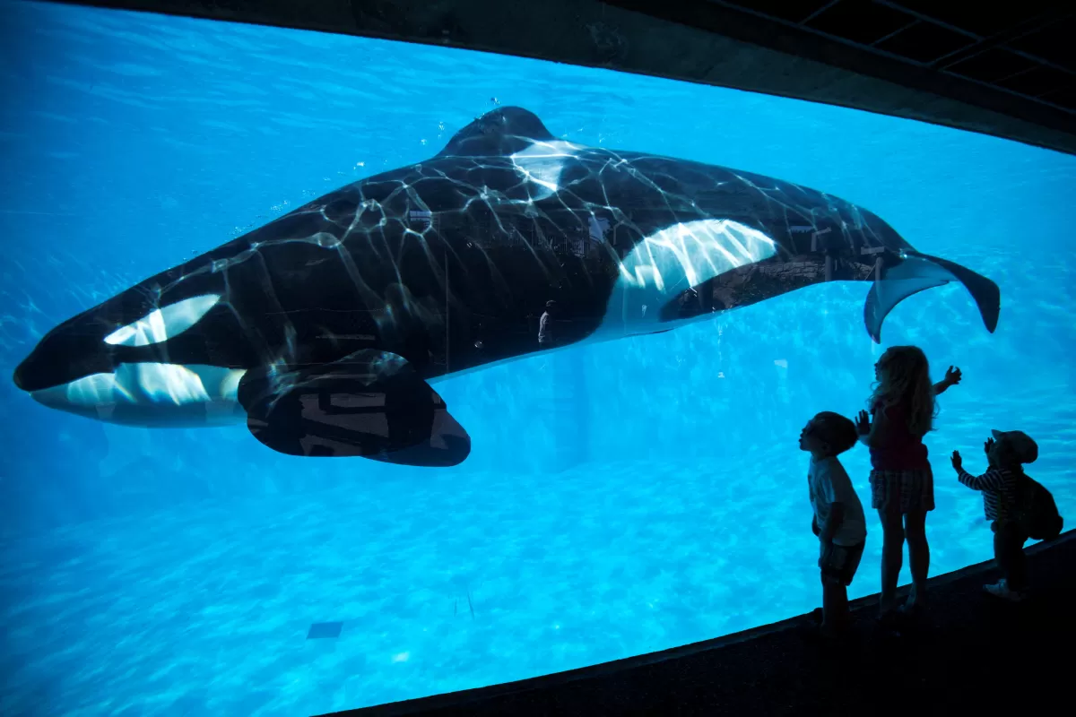 Una orca regresará a su hábitat natural tras más de 50 años de cautiverio