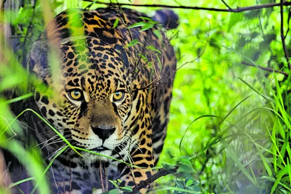 Ecología, debate y arte, todo en la Noche de las Ideas 2023