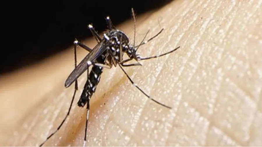 Suben los casos de Dengue en todo el país.