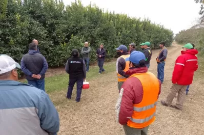 Lucha contra el HLB: el Senasa extendió la alerta fitosanitaria hasta marzo del año que viene