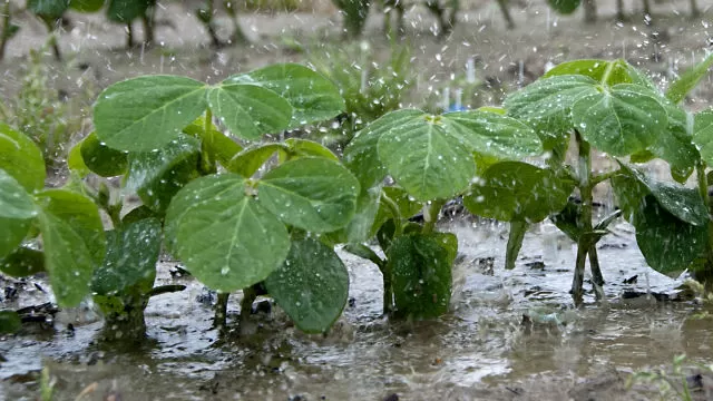 REGISTROS. Las últimas tormentas dejaron acumulados importantes. 