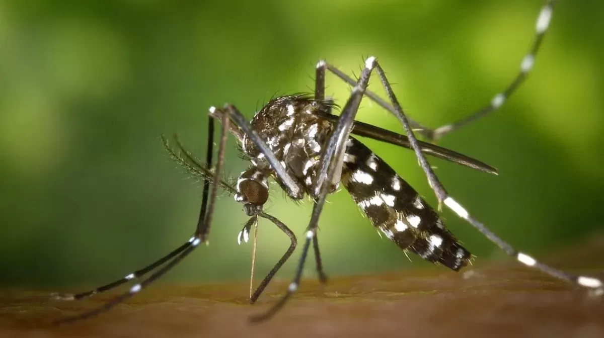 El mosquito Aedes aegypti transmisor de dengue