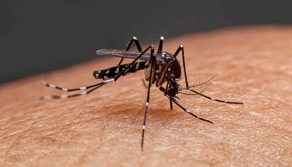 Dengue: cuánto dura la enfermedad viral en el cuerpo