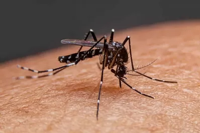 Dengue: cuánto tiempo dura la enfermedad en el cuerpo y qué medicamento tomar