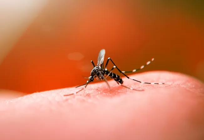  La epidemia de dengue ya suma más de 9.600 casos en Tucumán