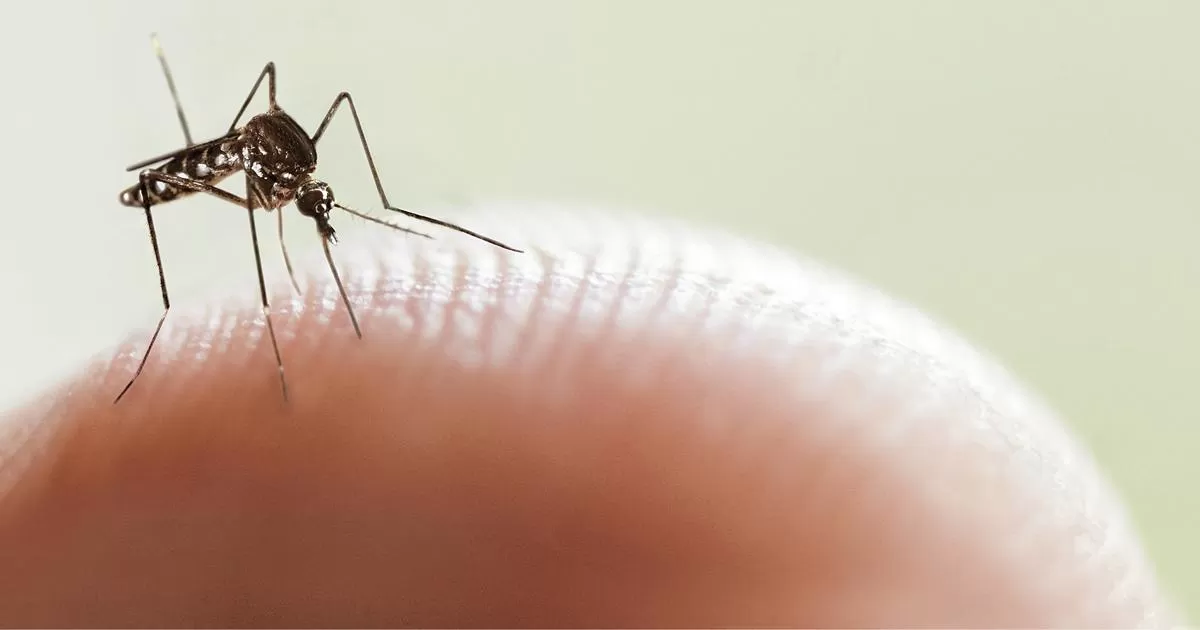 La OMS alerta el aumento de mosquitos que transmiten dengue 