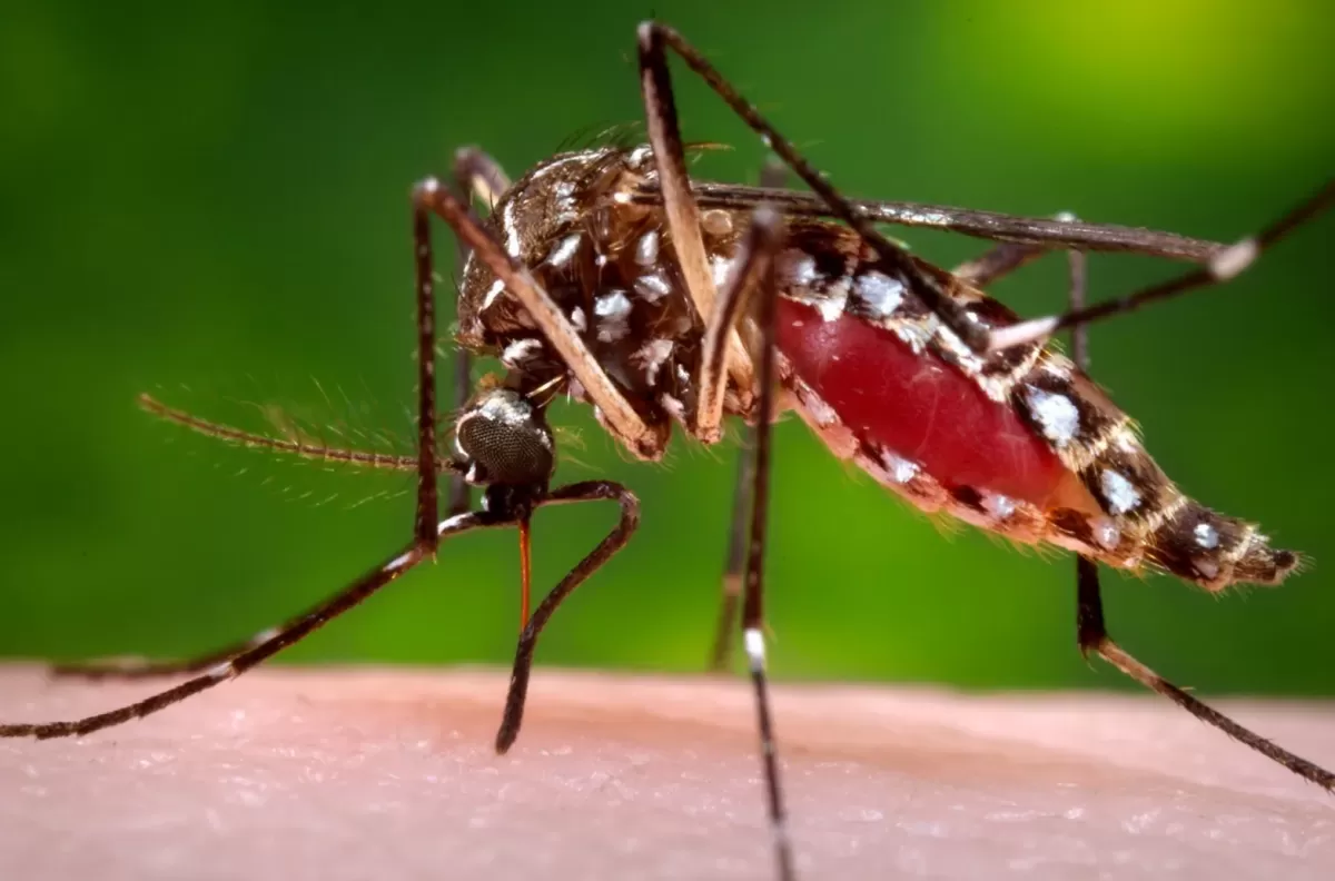 El Aedes aegypti es el mosquito transmisor del dengue