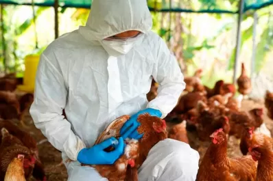 Gripe aviar: aíslan a una familia y sacrifican animales por un caso positivo en Corrientes