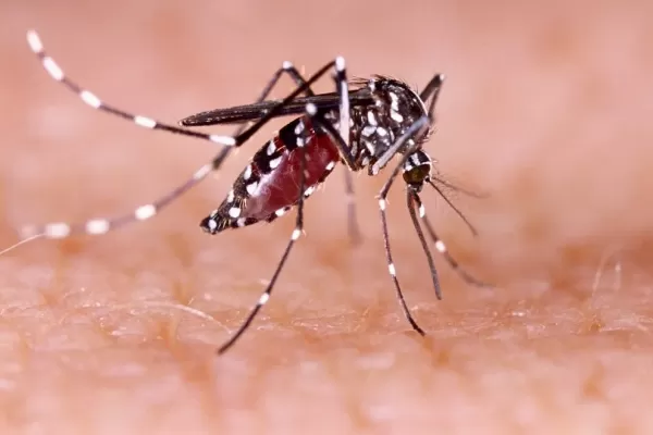 Dengue: desarrollaron un biolarvicida para controlar el mosquito Aedes Aegypti