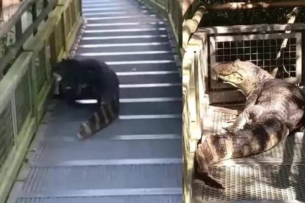 Video: filman a un yacaré caminando por las pasarelas de las Cataratas del Iguazú