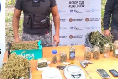 Secuestraron más de una decena de plantas de marihuana en el sur de la provincia