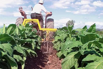 Dólar agro: los tabacaleros destacaron las medidas anunciadas por Massa