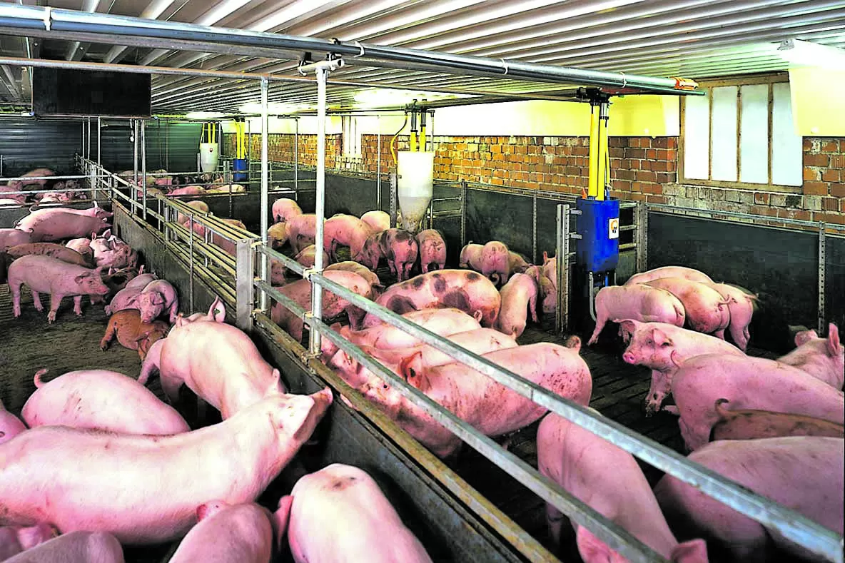 Productores porcinos criticaron la implementación del “dólar agro”