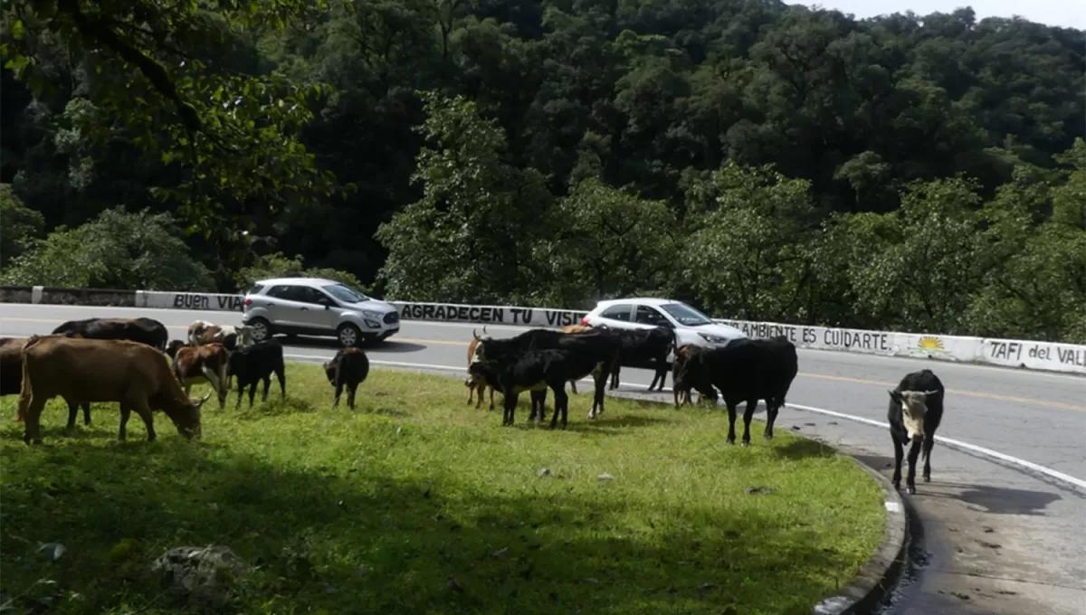 ANIMALES SUELTOS. Se recomienda circular con precaución por la ruta 307.