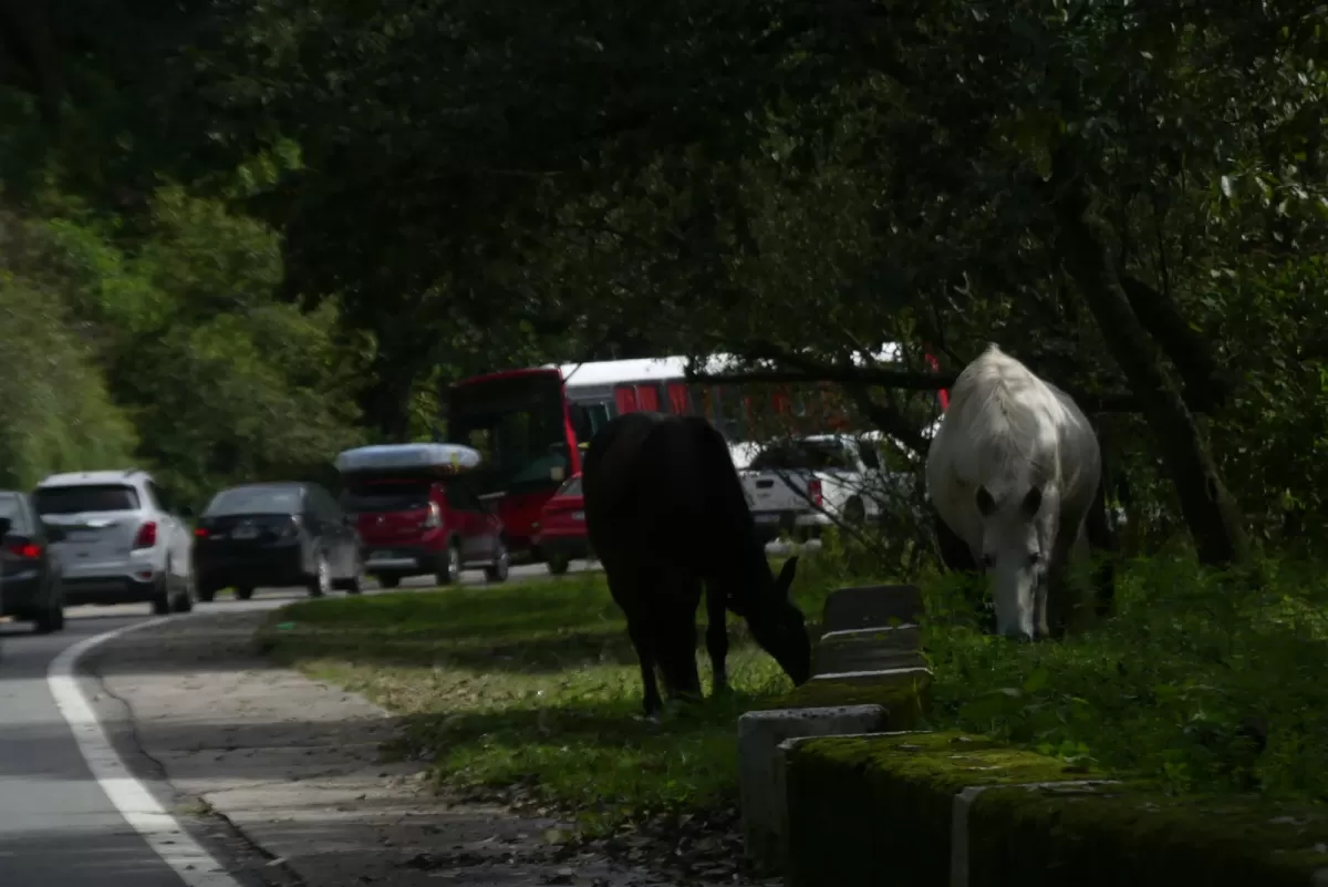 FOTO OSVALDO RIPOLL / LA GACETA