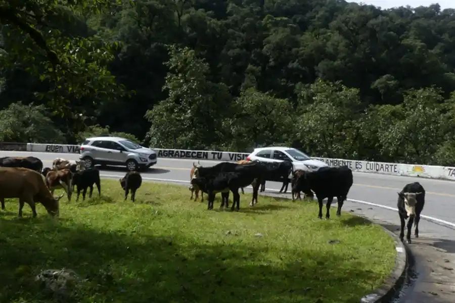 ANIMALES SUELTOS. Se recomienda circular con precaución por la ruta 307.