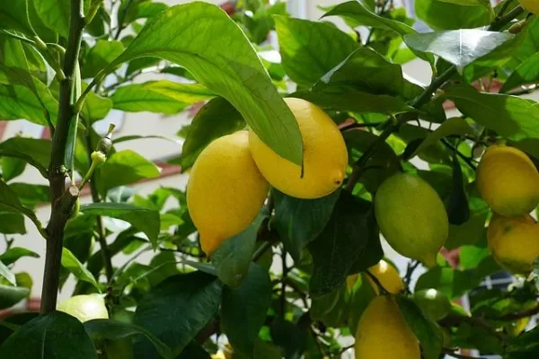 Jaldo planteó a Milei que el citrus no tenga retenciones