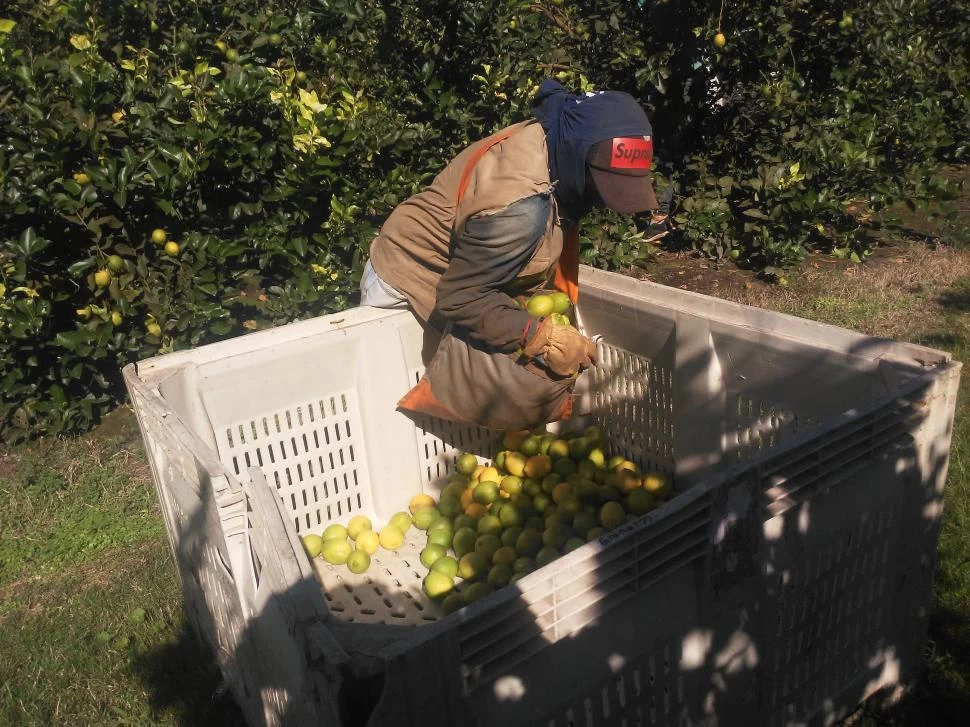 A LA BAJA. Diversos factores podrían ocasionar que la cantidad de fruta a cosechar sea incluso inferior a la estimada. LA GACETA / FOTO DE OSVALDO RIPOLL.