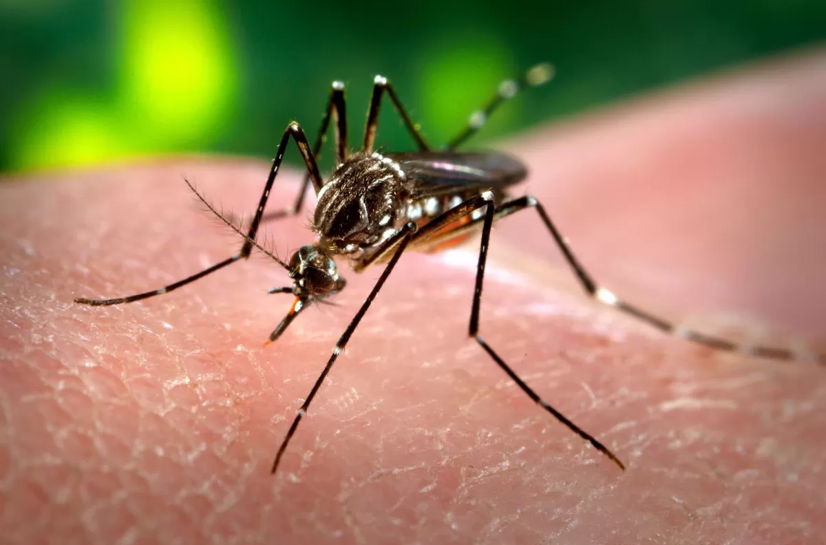Aedes aegypti: mosquito transmisor del dengue