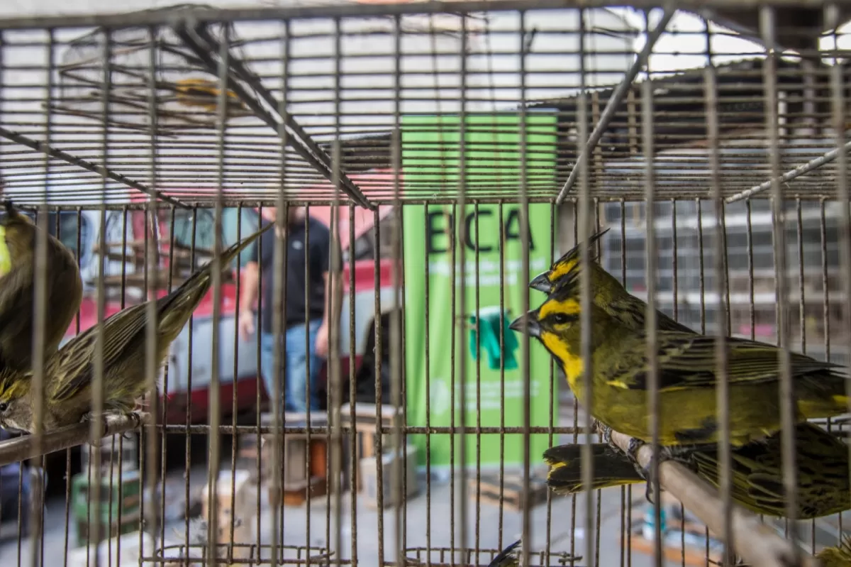 Animales rescatados del tráfico de fauna. Foto Ministerio de Ambiente y Desarrollo Sostenible de la Nación