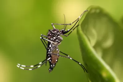 ¿En qué consiste la esterilización de mosquitos para controlar el dengue?