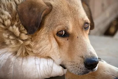 Video: denuncian maltrato en un spa de mascotas de Buenos Aires