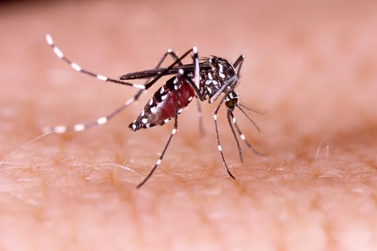 VECTOR DE LA ENFERMEDAD. El mosquito Aedes aegypti. REUTERS  