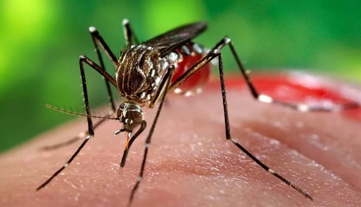 Epidemia de dengue: 500 pacientes por día en el hospital de Niños
