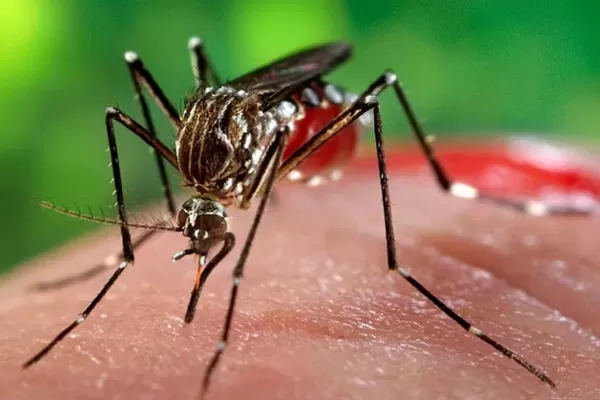 Epidemia de dengue: 500 pacientes por día en el hospital de Niños