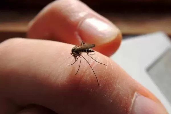 Dengue: qué pasa con el mosquito Aedes aegypti cuando hace frío