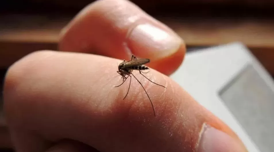 Dengue: qué pasa con el mosquito cuando hace frío