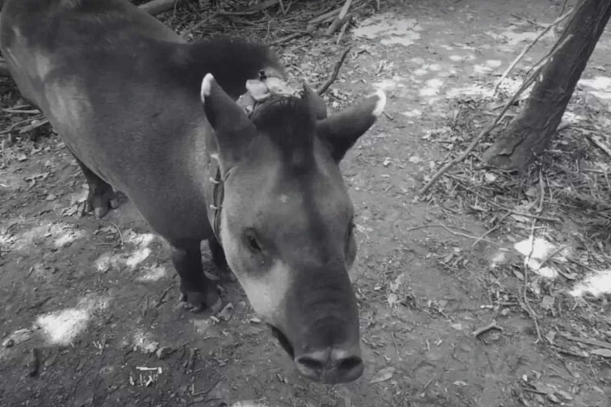 Buscan a Suyana, la tapir que fue liberada en San Javier