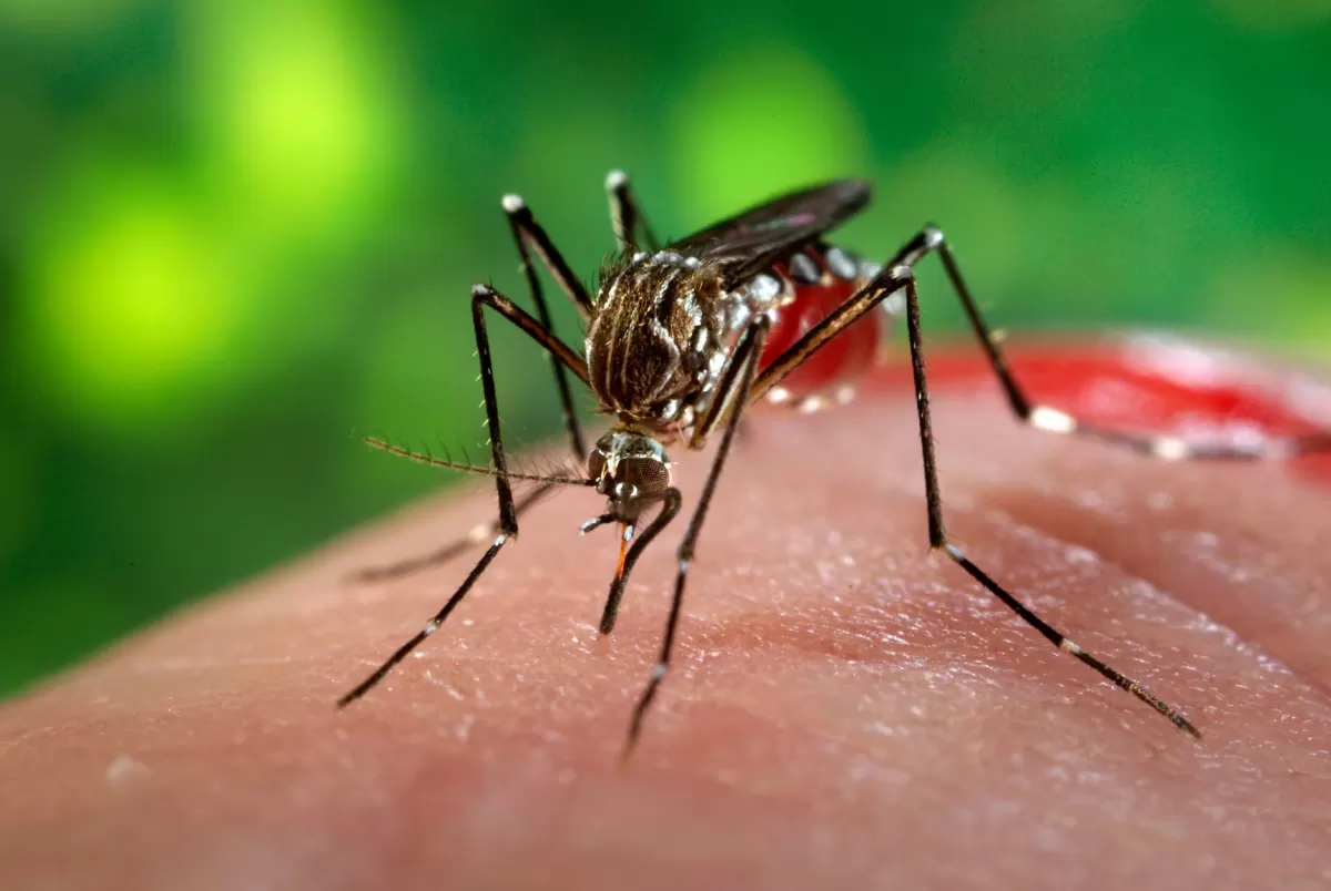 Aedes aegypti: mosquito transmisor del dengue