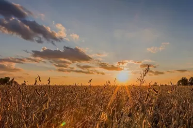 Una jornada de soja, enmarcada por los efectos de la sequía