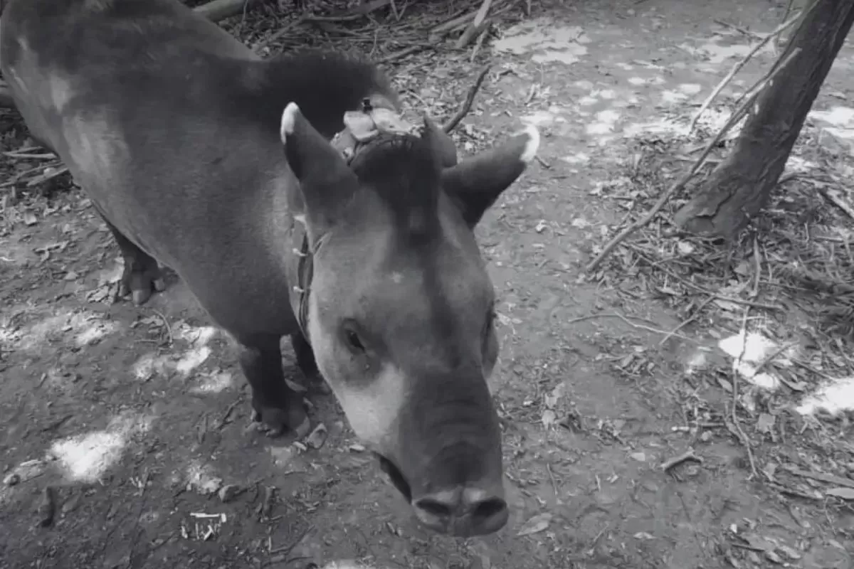 La Sidetec expresó su profundo pesar por la muerte de la tapir Suyana