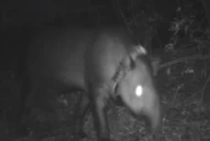 Muerte de la tapir Suyana: marcharán para pedir que la Justicia avance en la investigación