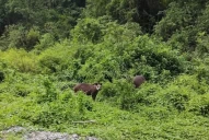Suyana, la tapir, estuvo una semana perdida antes de que fuera dada por muerta
