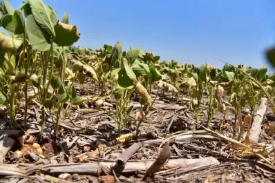Soja: esperan el rinde más bajo en 15 ciclos