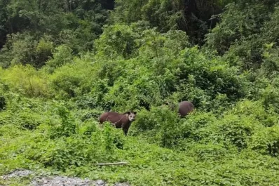 Suyana, la tapir, estuvo una semana perdida antes de que fuera dada por muerta