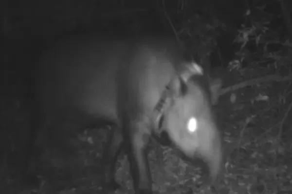 Muerte de la tapir Suyana: secuestraron armas y municiones