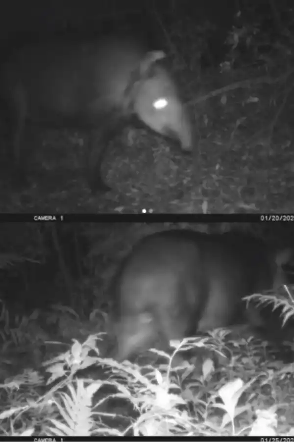 La tapir fue rastreada mediante transmisión de imágenes luego de que su collar dejara de emitir señal