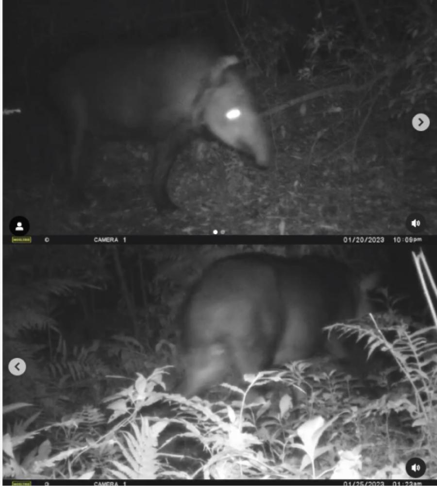 La tapir fue rastreada mediante transmisión de imágenes luego de que su collar dejara de emitir señal
