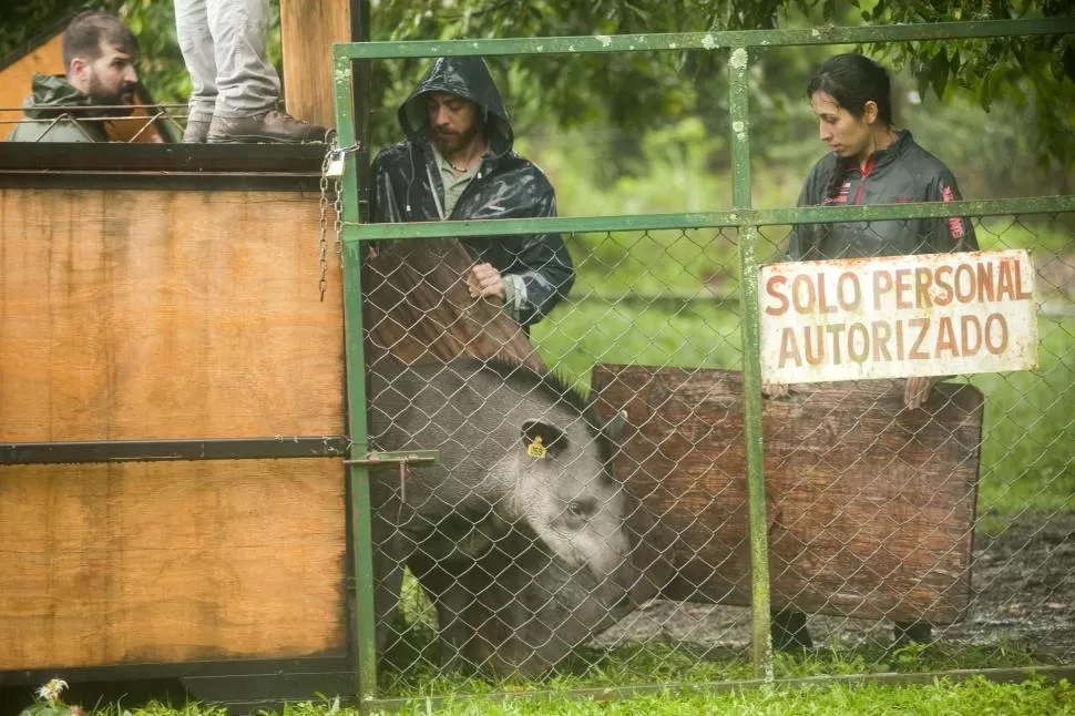 INTENTO DE REPOBLAR. El Proyecto Tapir busca la reinserción en la provincia de estos animales en peligro de extinción y habían soltado dos hembras. LA GACETA / FOTO DE INÉS QUINTEROS ORIO (archivo)